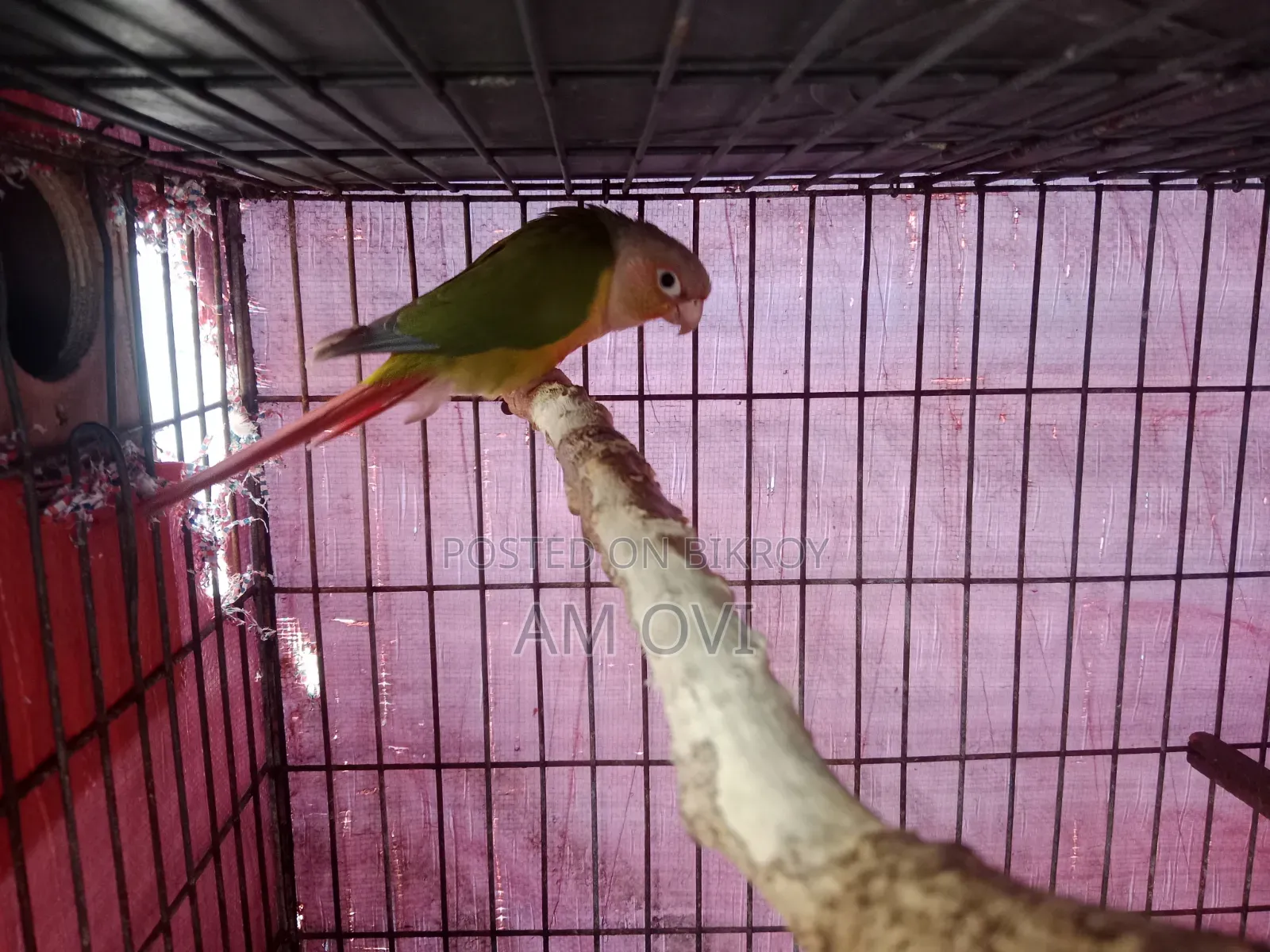 A pair of running Pineapple Conure for sale