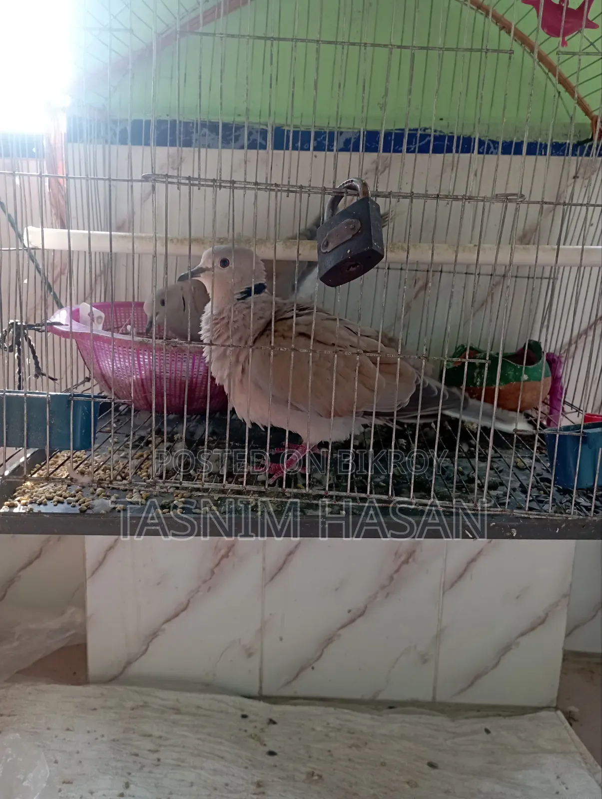 Australian Dove