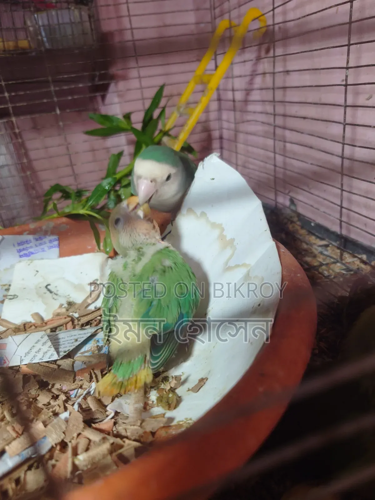 Lovebird Tame Size Baby