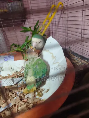 Lovebird Tame Size Baby