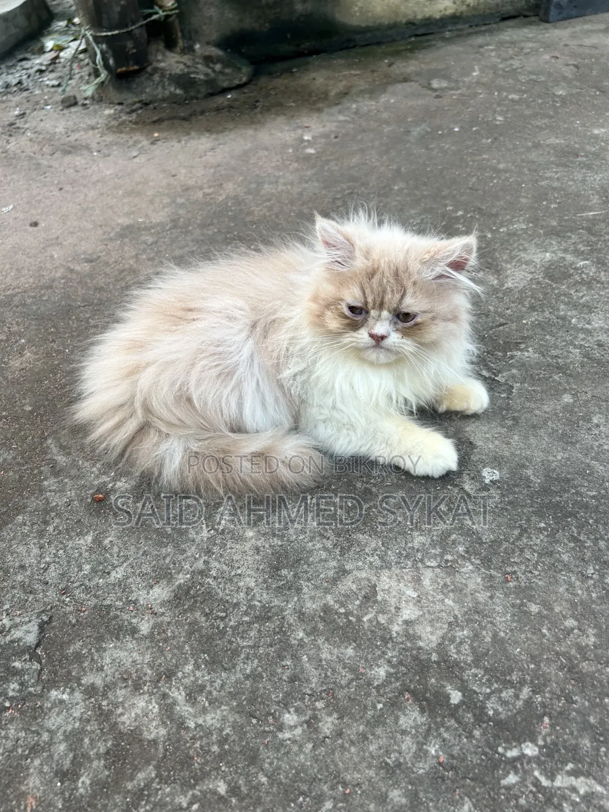 1-3 Months Female Purebred Persian