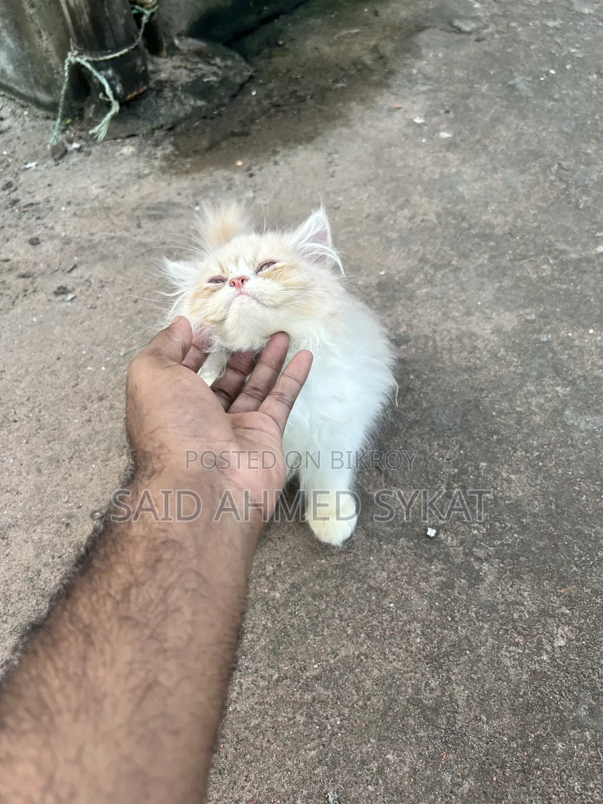 1-3 Months Female Purebred Persian