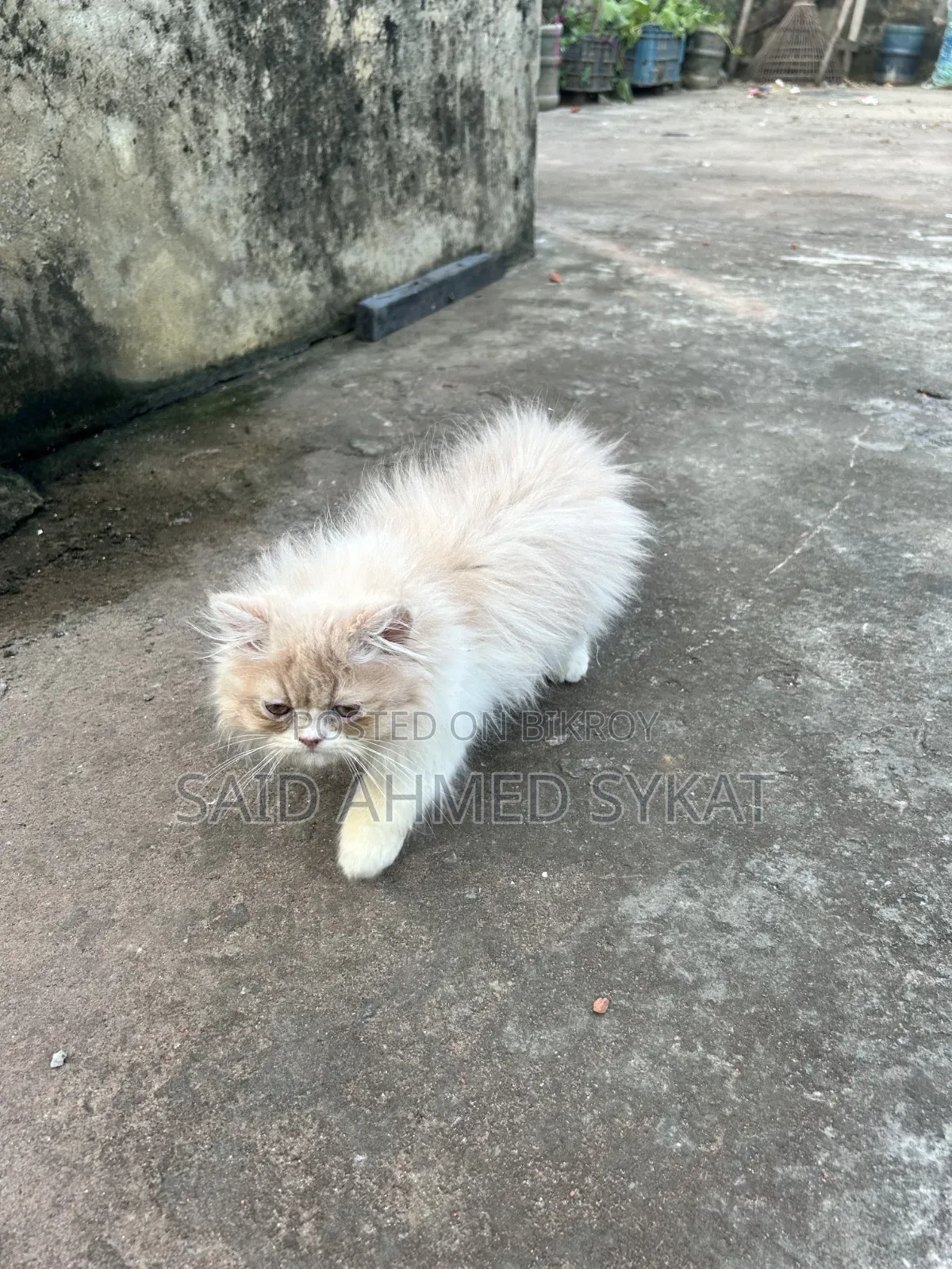 1-3 Months Female Purebred Persian