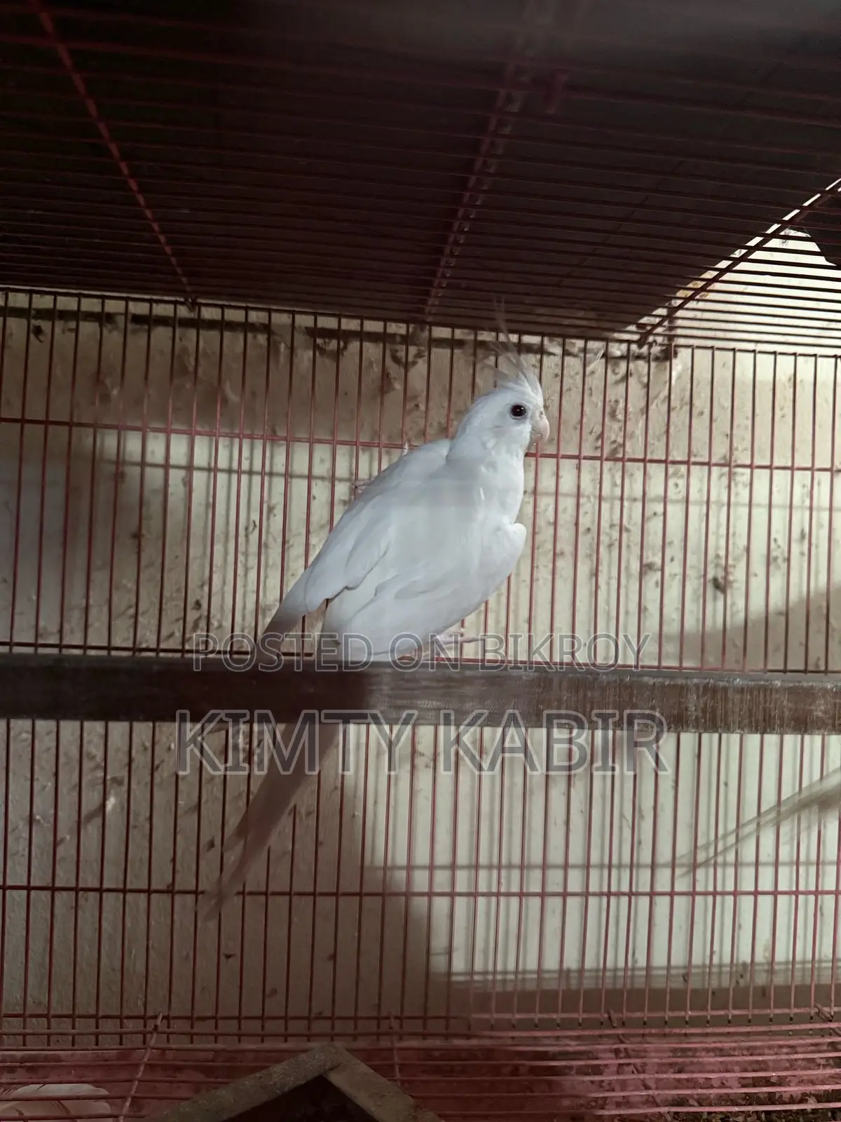 Cockatiel Bird