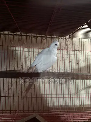 Cockatiel Bird