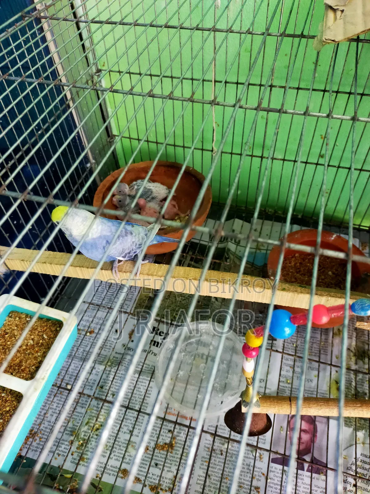 One pair of running Rainbow budgies with 5 chicks