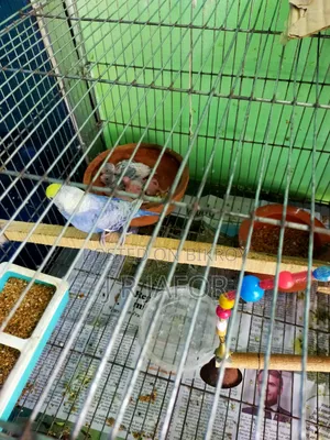 One pair of running Rainbow budgies with 5 chicks