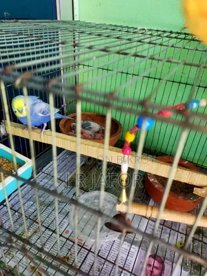 One pair of running Rainbow budgies with 5 chicks