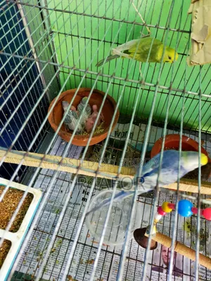 One pair of running Rainbow budgies with 5 chicks
