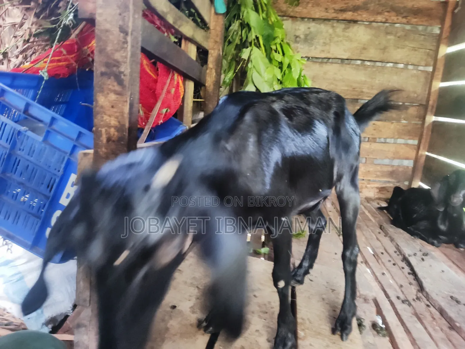 Black Bengal Goat