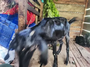 Black Bengal Goat