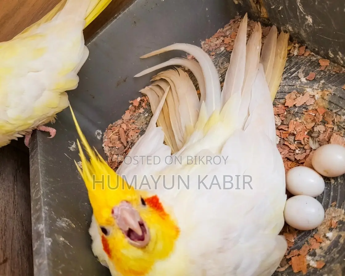 Master pair of Lutino Cockatiel birds. Will lay eggs with chicks within a day or two