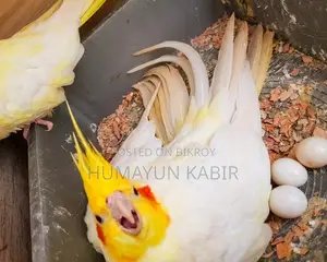 Master pair of Lutino Cockatiel birds. Will lay eggs with chicks within a day or two