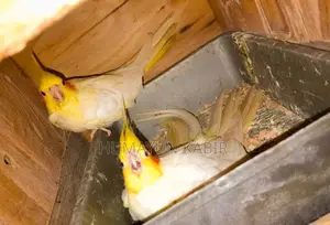 Master pair of Lutino Cockatiel birds. Will lay eggs with chicks within a day or two