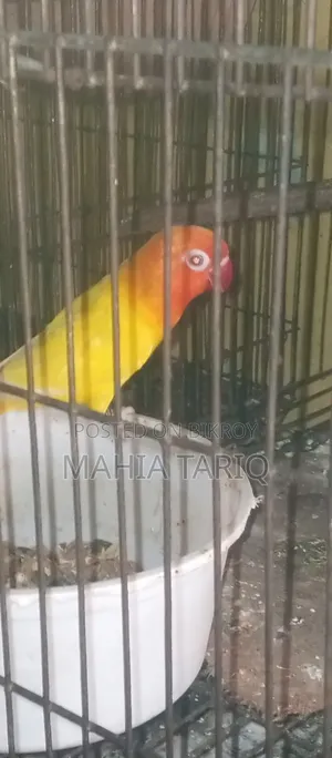 Love Bird Paki