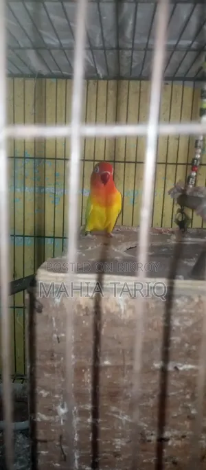 Love Bird Paki