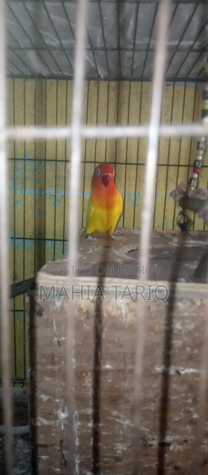 Love Bird Paki