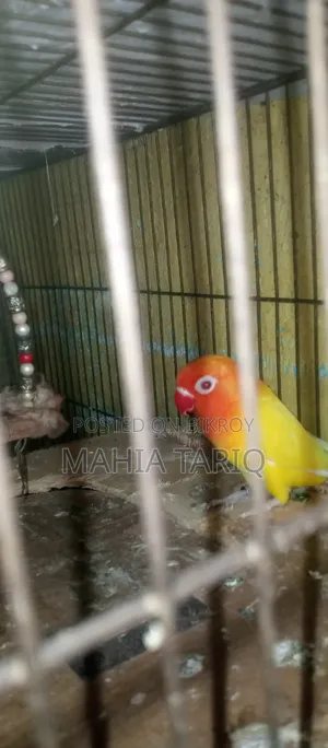 Love Bird Paki