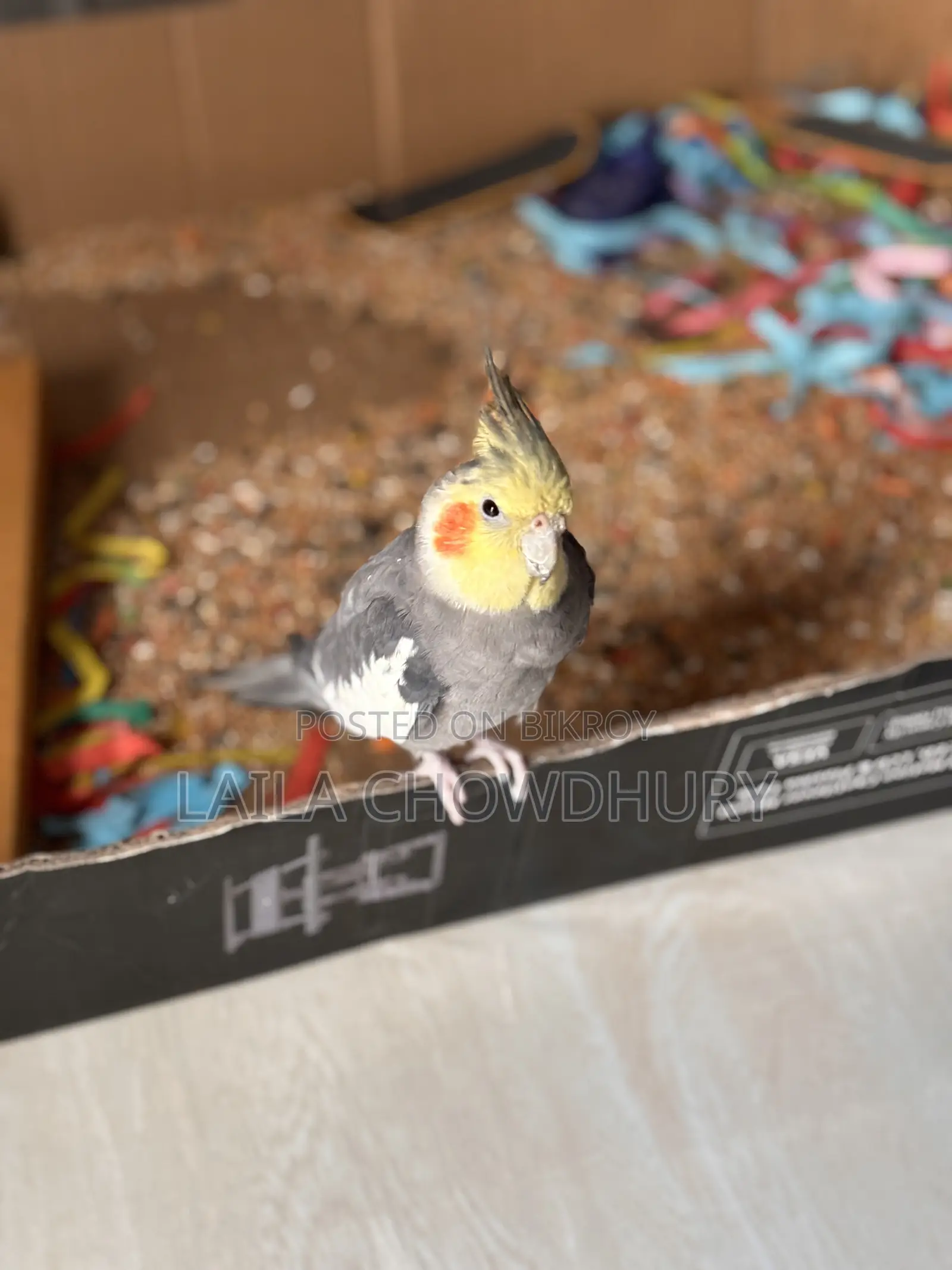 Tamed Cockatiel Bird