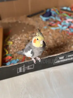 Tamed Cockatiel Bird
