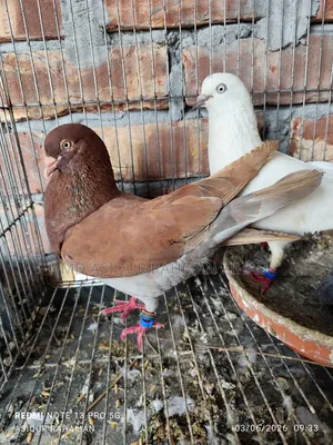 পুরাতন জাতের লাল নর