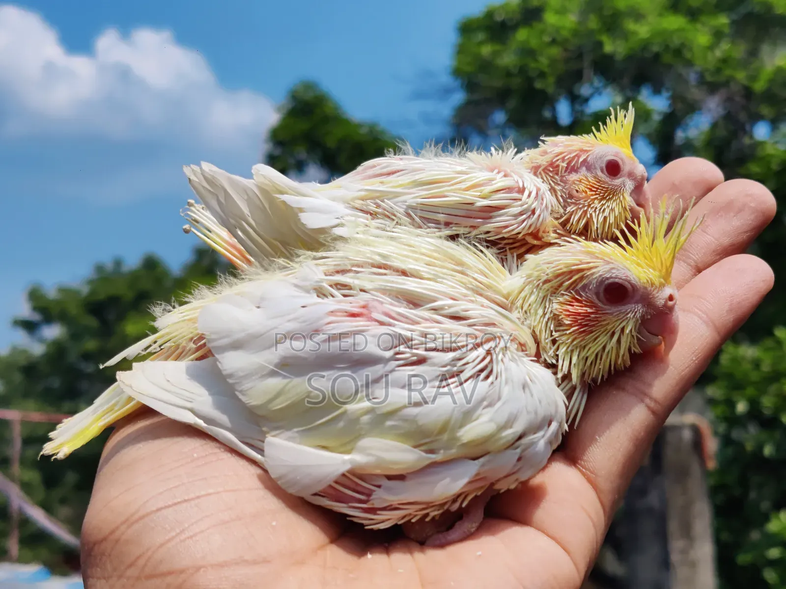 ককাটেল পাখি