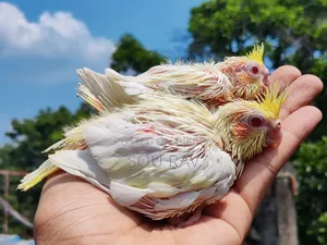 ককাটেল পাখি