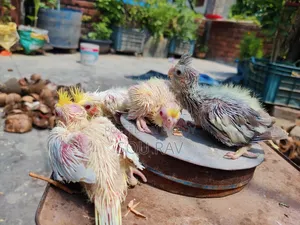 ককাটেল পাখি