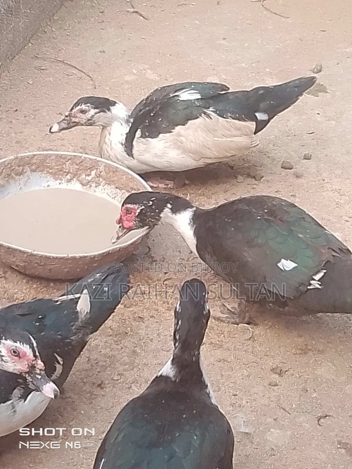 চিনা হাঁস ১ টা মোদ্দা ও ১ মায়া ডিম দিচ্ছে
