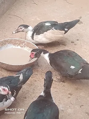 1 Male and 1 Female Muscovy Duck, laying eggs