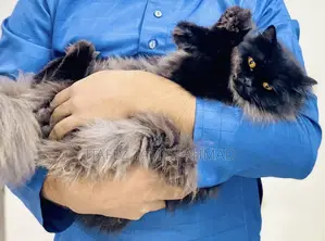 1+ Year Female Purebred Persian Cat