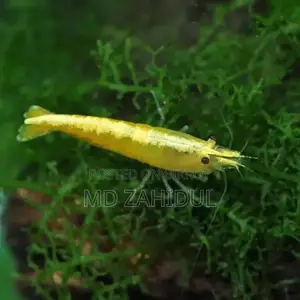 রঙিন চিংড়ি