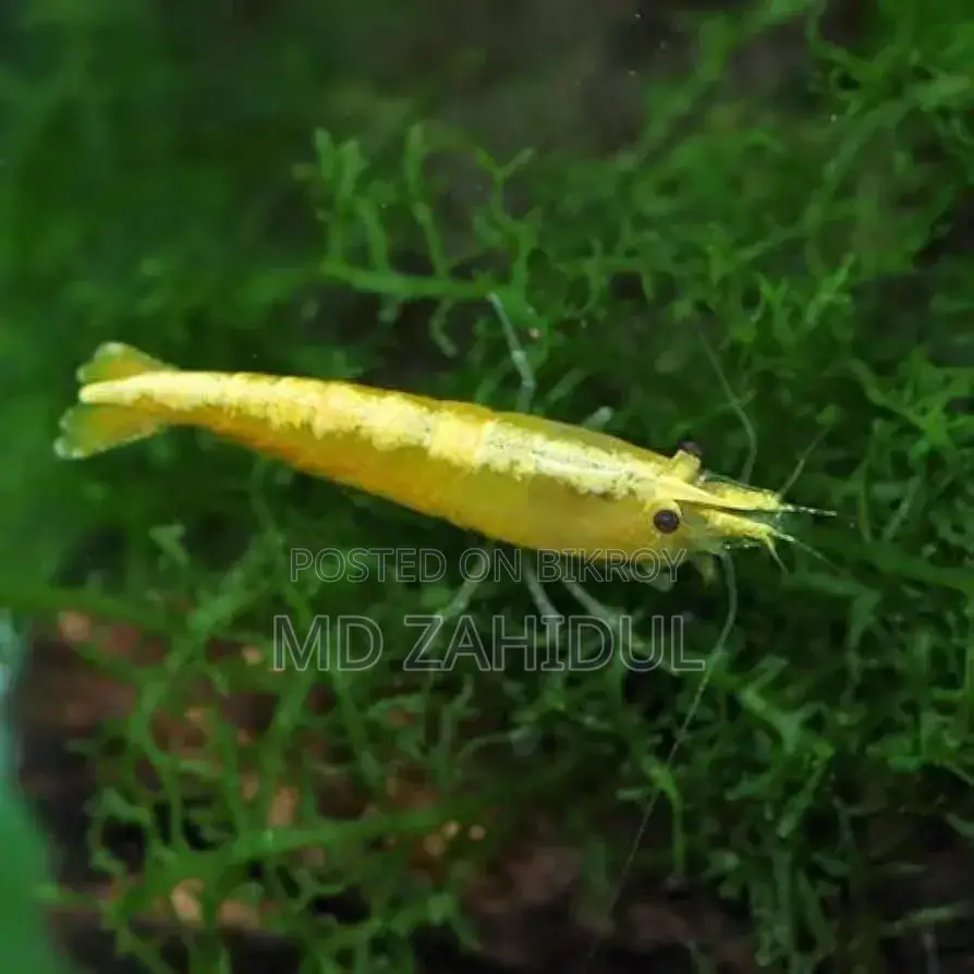 রঙিন চিংড়ি