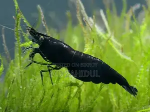 রঙিন চিংড়ি