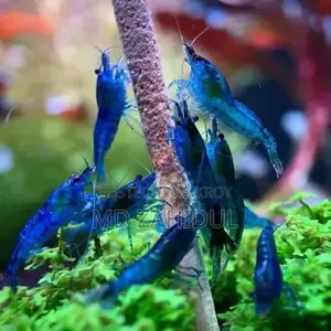 রঙিন চিংড়ি