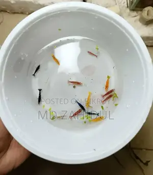 রঙিন চিংড়ি