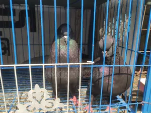 সোকিং ব্ল্যাক