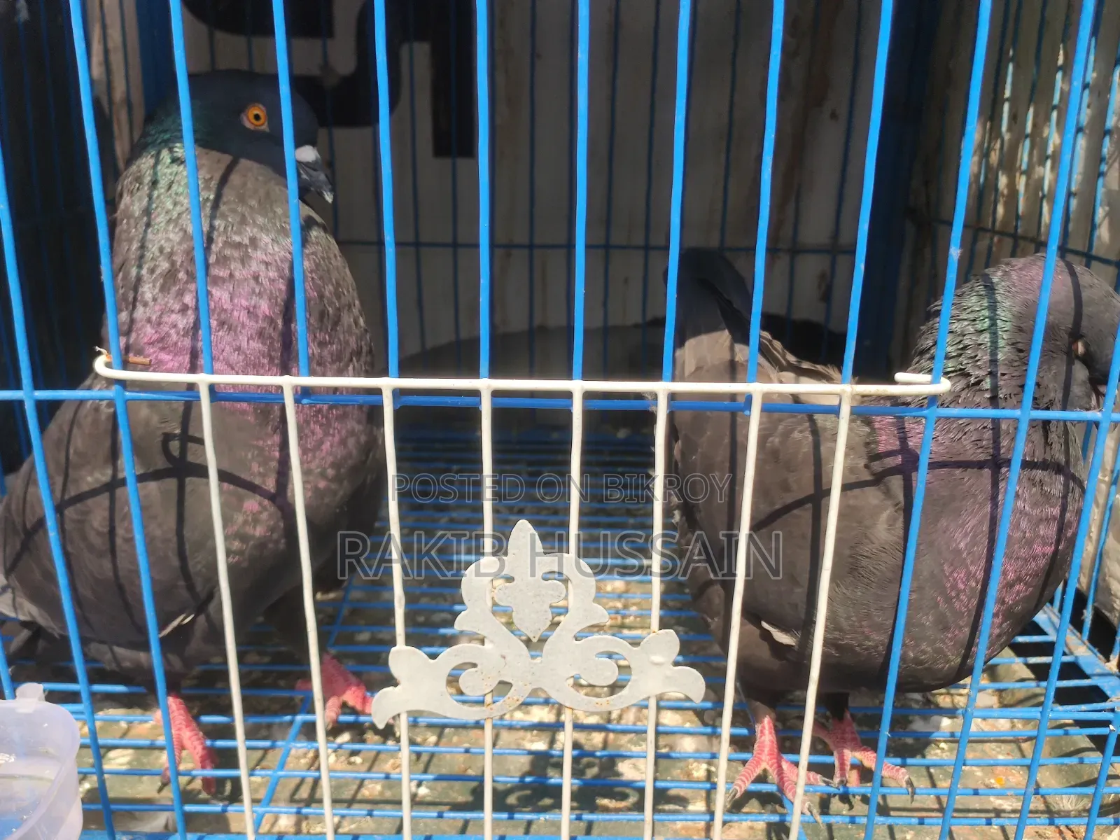 সোকিং ব্ল্যাক