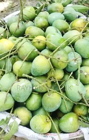 Himsagar Mango
