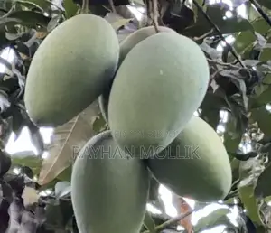 হিমসাগর আম