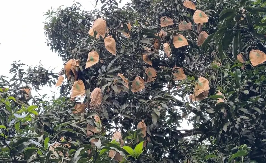 হিমসাগর আম