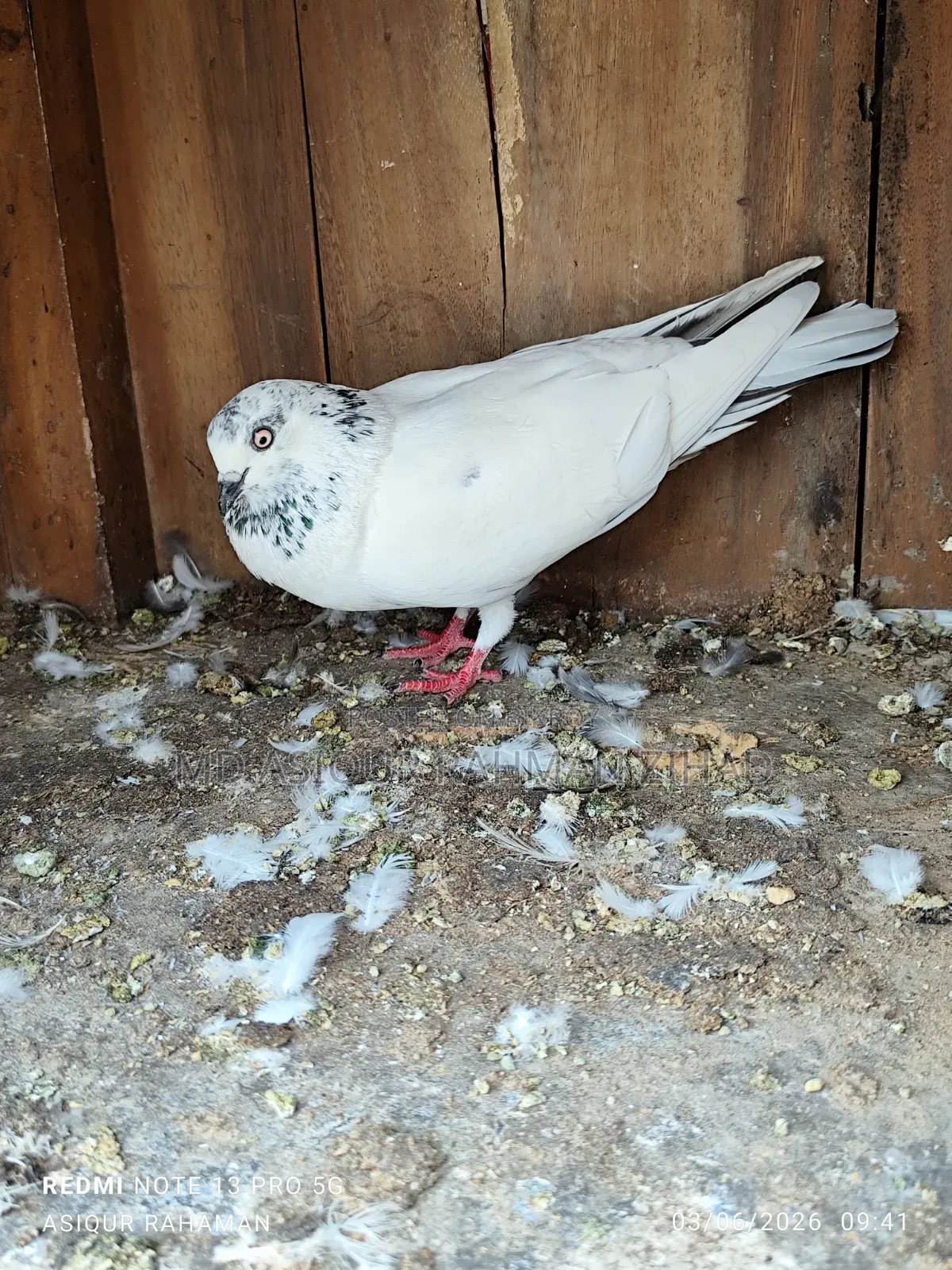 Running Chot Female Pigeon
