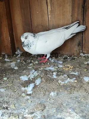 Running Chot Female Pigeon