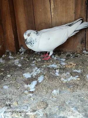 Running Chot Female Pigeon