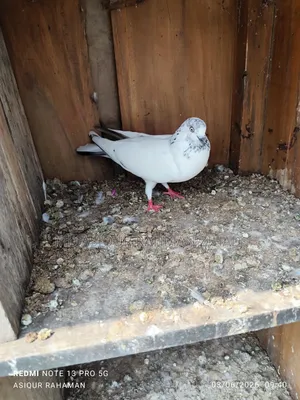 Running Chot Female Pigeon