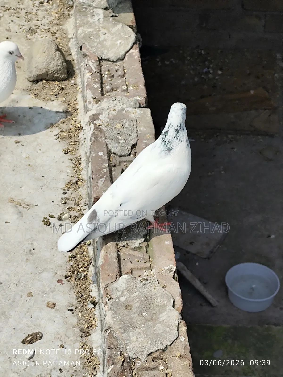 Running Chot Female Pigeon