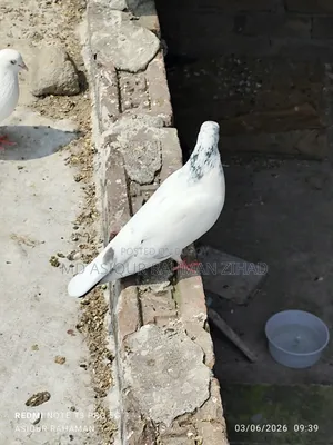 Running Chot Female Pigeon