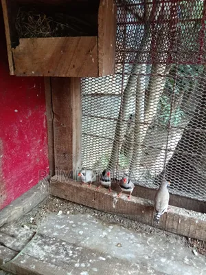 Zebra Finch