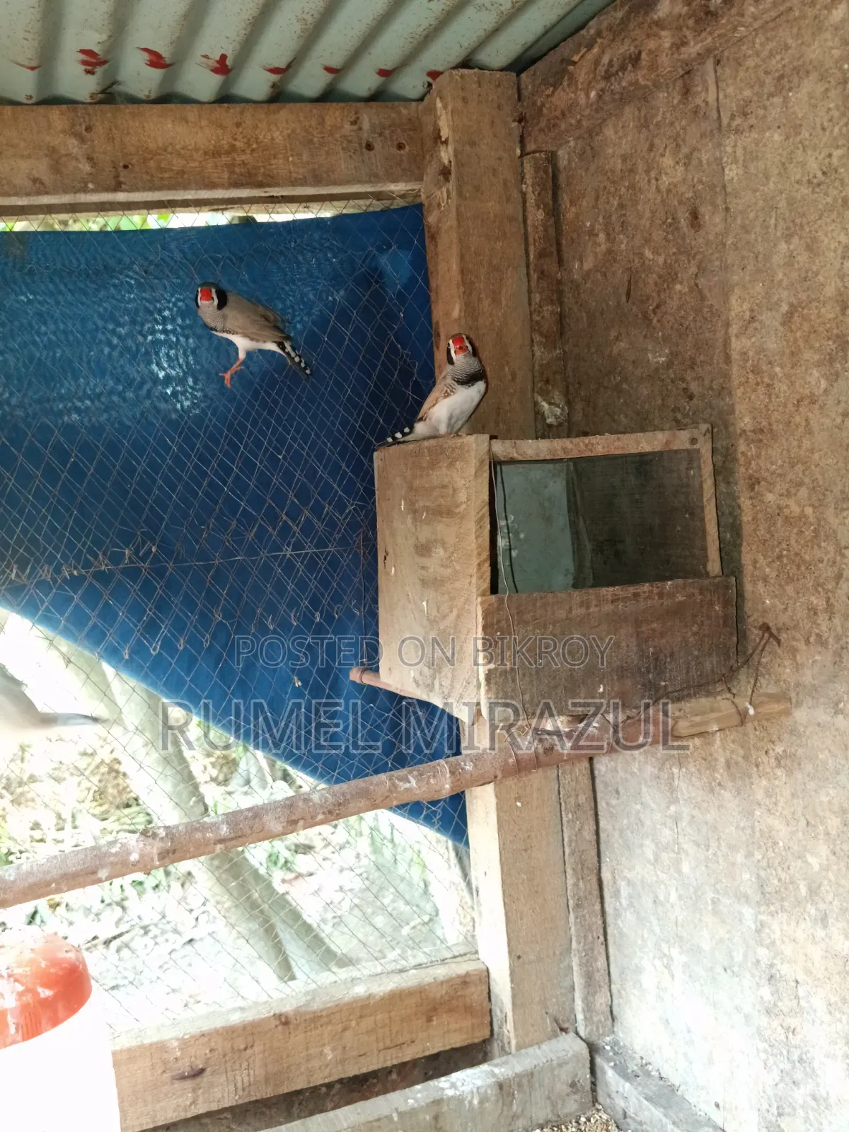Zebra Finch