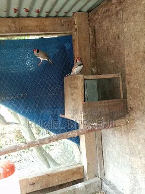 Zebra Finch